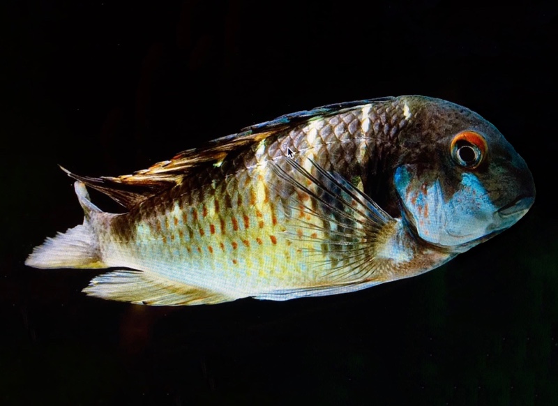 Tropheus Red Belly